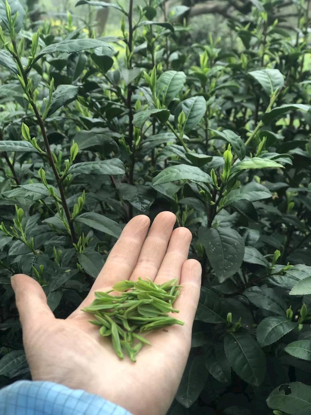 茶2.jpg